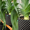 ISO9001 50 Galon Pot Tanaman Plastik Wadah Akar Pohon Pertumbuhan Cepat