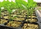 72 Lubang Microgreen Hidroponik Tumbuh Baki Penanaman Plastik Dengan Lubang Tiriskan