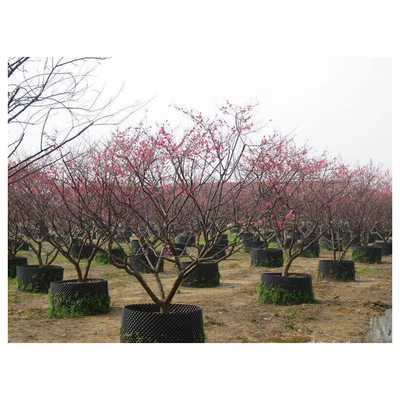 Plastik Customized Air Pruning Root Pot Pot Bentuk Silinder