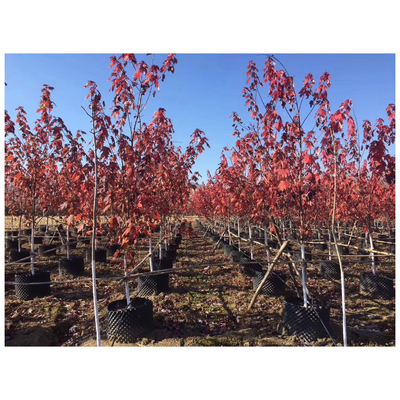 Plastik Customized Air Pruning Root Pot Pot Bentuk Silinder