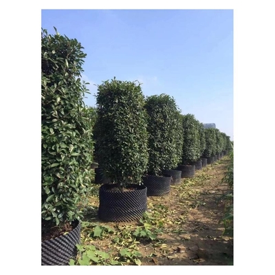 Plastik Customized Air Pruning Root Pot Pot Bentuk Silinder