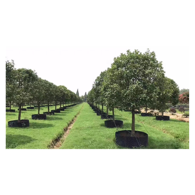 Plastik Customized Air Pruning Root Pot Pot Bentuk Silinder