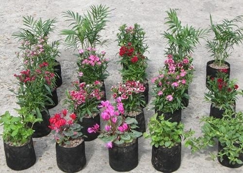 Sistem Pertanian Hidroponik Kantong Pertanian Plastik Kantong Penanaman Bunga Peony