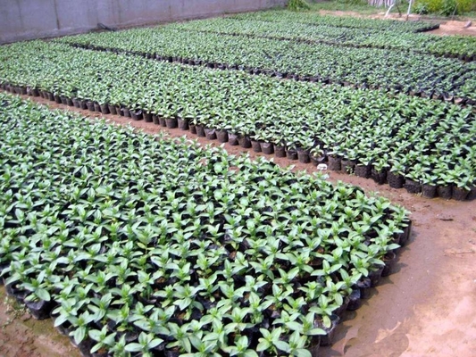Pot Tanaman Plastik Lembut Hidroponik Watercress Pot Berat Ringan