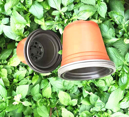 Pot Bunga Berwarna Dua Kali Untuk Rumah Kaca Dan Taman