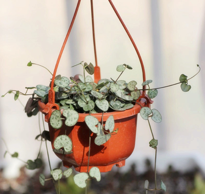 Plastik Hook Menggantung Pot Bunga Di Dinding Di Kamar Tidak Ditutupi