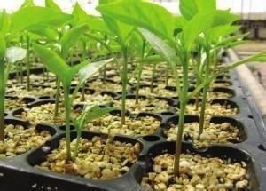 HDPE UV Stabilized Plastic Seedling Tray Air Pot Pemangkasan