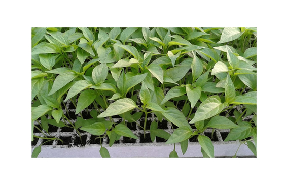 Sayur-sayuran Tanaman Tanpa Tanah Tanaman Terapung EPS EPP Tray busa 50/120/160/200 Lubang