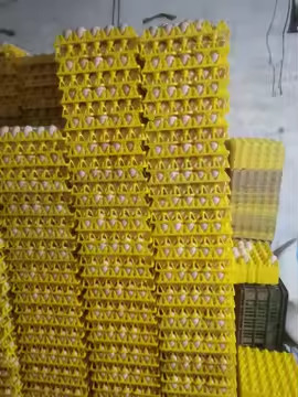 Warna Kuning Plastik Blister Termoformed Vacuum Plate Pengemasan Telur Transportasi 30 Pengemasan Telur