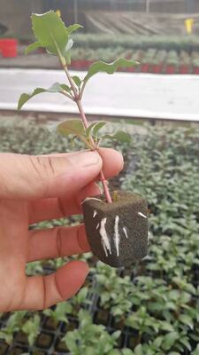 32, 50, 98, 108, , 200 Baki bibit, baki bibit, wadah bibit